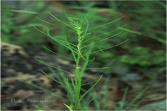 Hybanthus vatsavayae